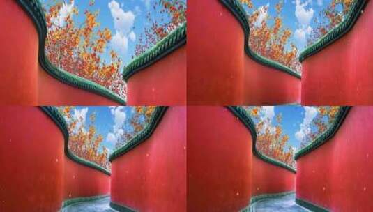 柿子红墙01 8K宽屏高清在线视频素材下载