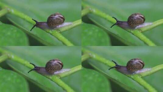 悠闲 蜗牛 缓慢爬行树叶雨水清新微距特写高清在线视频素材下载