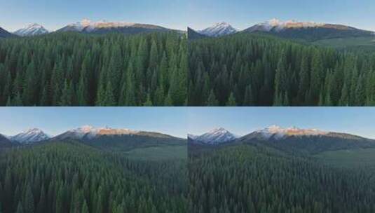 伊犁琼裤什台的森林与雪山风光高清在线视频素材下载