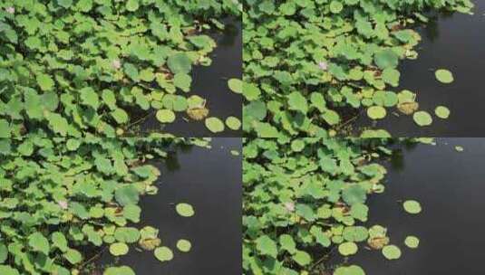 苏州相城荷塘月色湿地公园荷花季高清在线视频素材下载