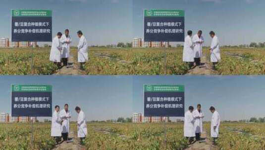 黄豆 大豆 试验田 农业科技高清在线视频素材下载