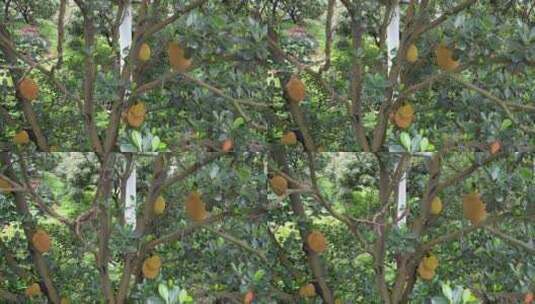 树上的菠萝蜜航拍高清在线视频素材下载