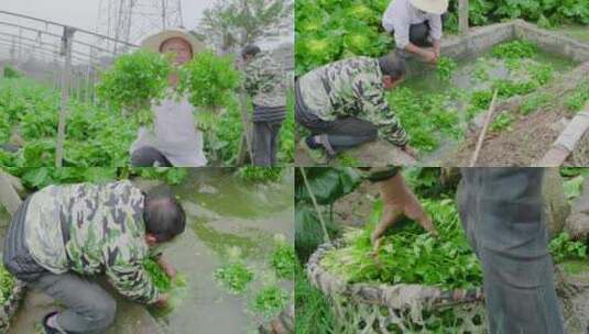 香菜产地 香菜田 香菜种植高清在线视频素材下载