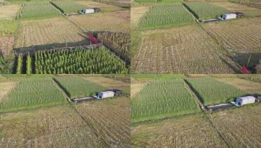 农业种植基地农作物航拍高清在线视频素材下载