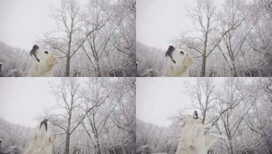 狗，跳跃，寻回犬，下雪高清在线视频素材下载