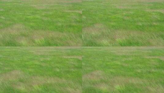 草原上随风舞动的草高清在线视频素材下载