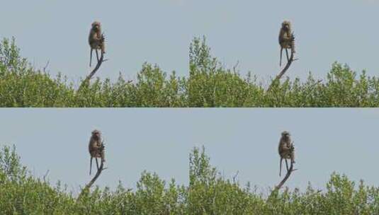 野生，Safari，非洲，热带草原高清在线视频素材下载