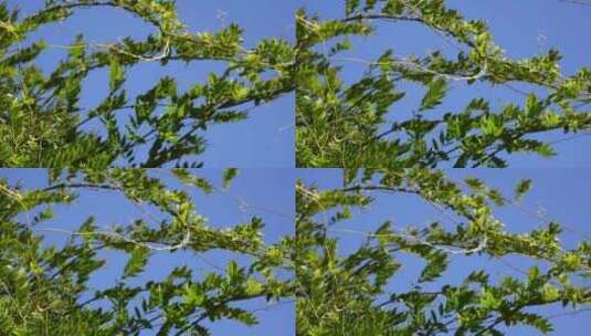 植物叶子绿叶风景大自然树叶阳光活力绿色高清在线视频素材下载