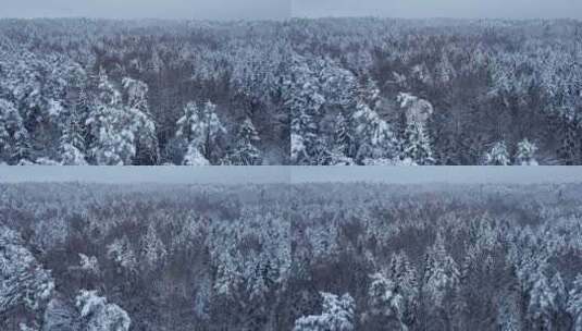 森林，松树，树木，雪高清在线视频素材下载