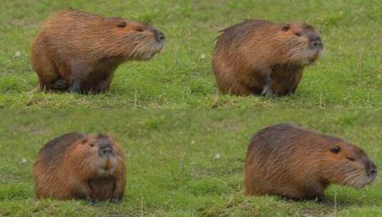 海狸鼠、食草动物、Coypu、啮齿动物高清在线视频素材下载