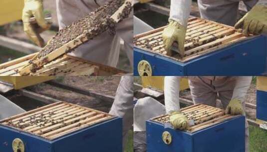 检查蜂房里的蜜蜂高清在线视频素材下载