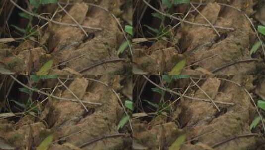 树林中的老木头桩实拍高清在线视频素材下载