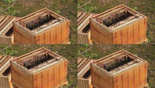 户外养殖蜜蜂蜂箱高清在线视频素材下载