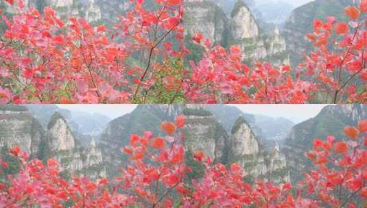 三峡红叶高清在线视频素材下载