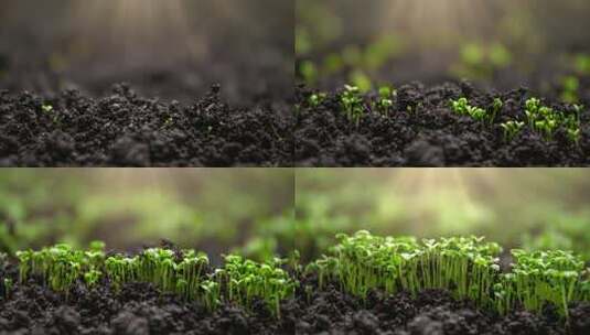 新鲜绿色植物随时间推移生长的芽苗高清在线视频素材下载