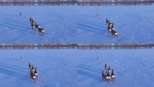 呼伦贝尔野生动物雪地狍子高清在线视频素材下载