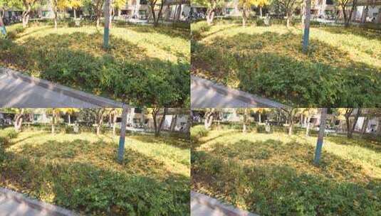 户外绿植特写高清在线视频素材下载