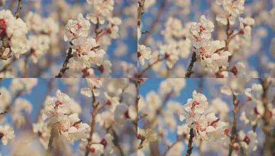 春天杏花盛开绽放高清在线视频素材下载
