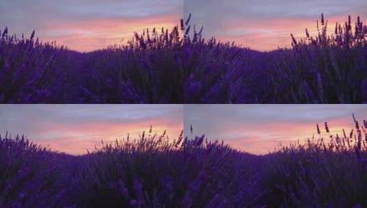 紫色薰衣草与黄昏高清在线视频素材下载
