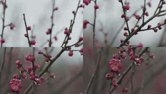 雨中盛开的梅花微距镜头特写高清在线视频素材下载