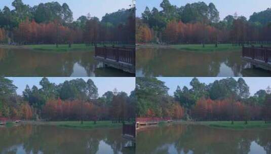 广州番禺大夫山森林公园湖畔落羽杉红叶高清在线视频素材下载