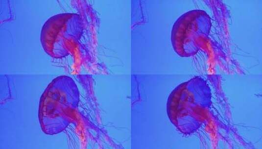 海洋生物海洋馆水母优雅的游动升格高清在线视频素材下载