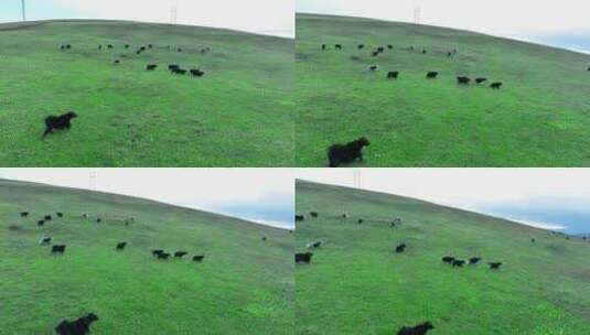 牦牛群吃草高清在线视频素材下载