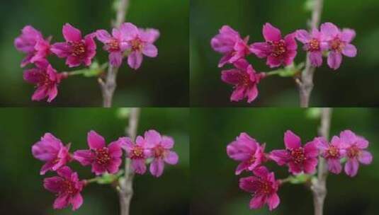 春天红色樱花早樱花朵盛开高清在线视频素材下载