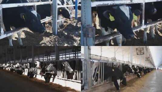 牛棚 养牛场里的牛高清在线视频素材下载