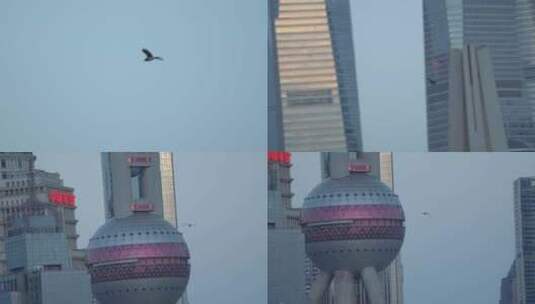 鸟飞行在城市里高清在线视频素材下载