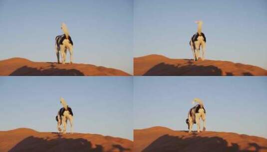 沙漠里行走的狗高清在线视频素材下载