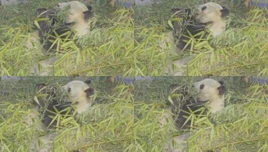 国宝四川大熊猫高清在线视频素材下载