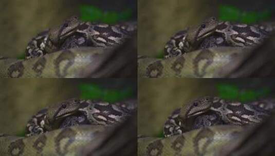 蛇 爬行动物高清在线视频素材下载