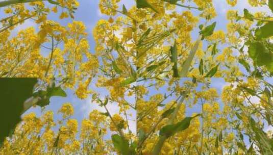 蜜蜂视角的油菜花田高清在线视频素材下载