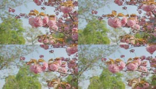 晚樱樱花春天花朵空镜空景运镜高清在线视频素材下载