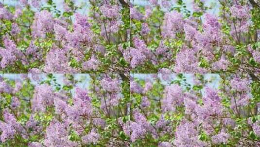 春天阳光下盛开的粉色紫丁香花朵花簇高清在线视频素材下载