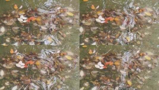 水中的叶子高清在线视频素材下载