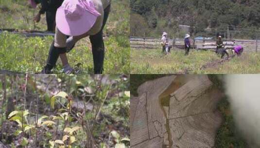 种植茶叶高清在线视频素材下载