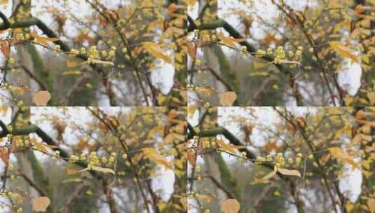 冬天盛开的黄色腊梅花高清在线视频素材下载
