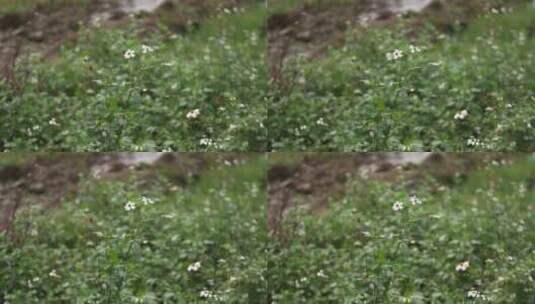 白花花朵花瓣蝴蝶飞舞高清在线视频素材下载