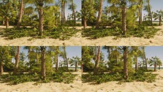 被许多棕榈树覆盖的沙滩高清在线视频素材下载