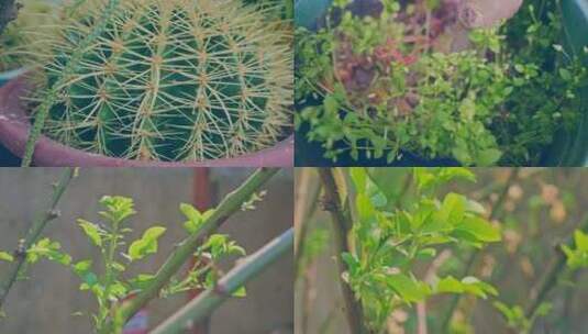 仙人掌绿叶植物特写4K视频素材高清在线视频素材下载