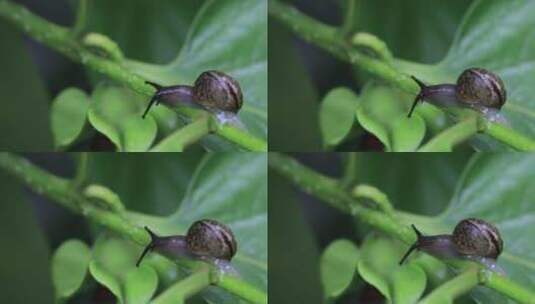 悠闲 蜗牛 缓慢爬行树叶雨水清新微距特写高清在线视频素材下载