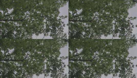 梵净山仰拍绿树高清在线视频素材下载