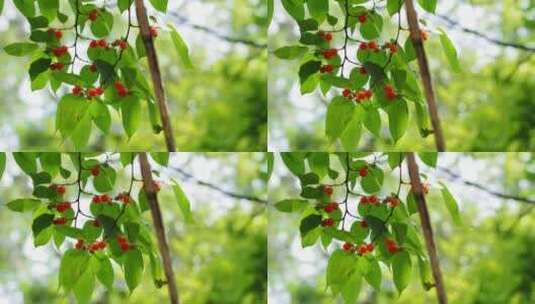 清新绿叶微风红色的果实高清在线视频素材下载