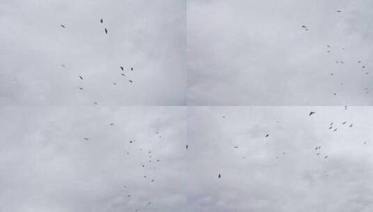 天空中盘旋的鸟群高清在线视频素材下载