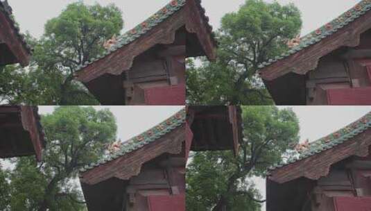 平遥双林寺古建大院百年古槐树高清在线视频素材下载