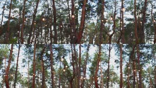 树林里的节日串灯挂在松树上灯泡花环上的串高清在线视频素材下载