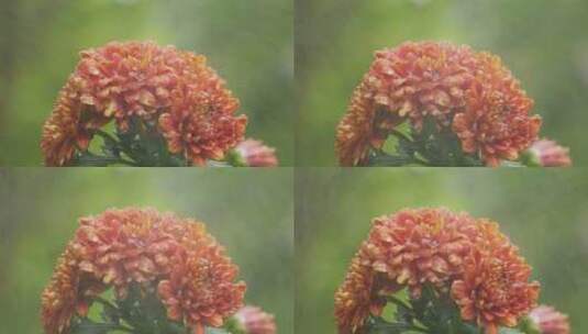 菊花花瓣花朵雨水浇灌高清在线视频素材下载