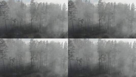 森林春火后的焦土和树干高清在线视频素材下载